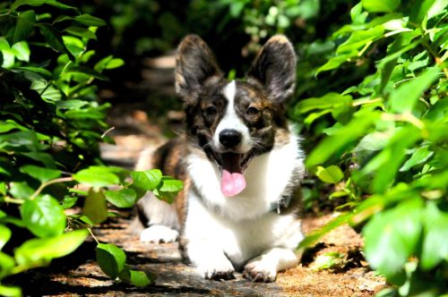 Can Dogs Eat Avocados? | Canna-Pet®