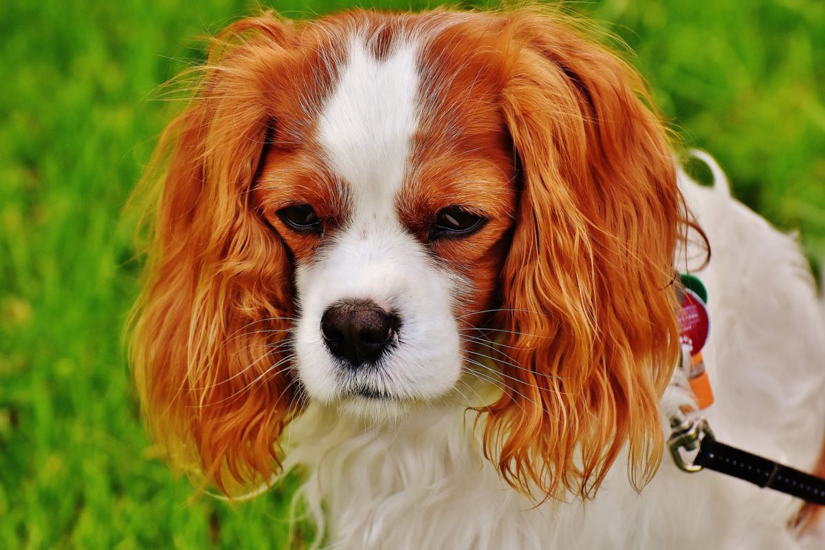 Cavalier King Charles Spaniel Training Tips