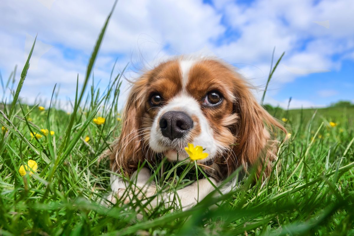 are bones safe for cavalier king charles spaniel puppies