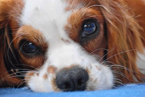 do cavalier king charles spaniel shed