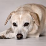 Abscesses in Dogs: Causes and Symptoms