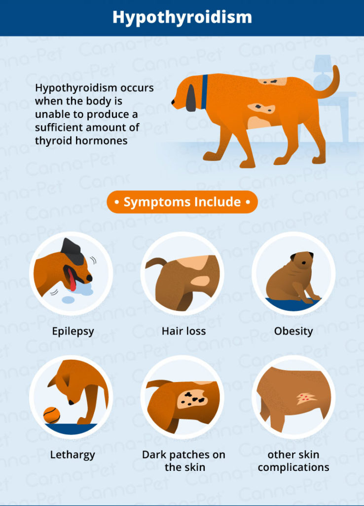 Dog Health Issues - Canna-Pet®