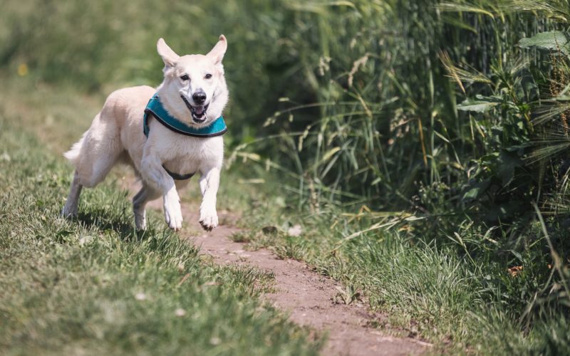 Quiz: Is your dog active enough?