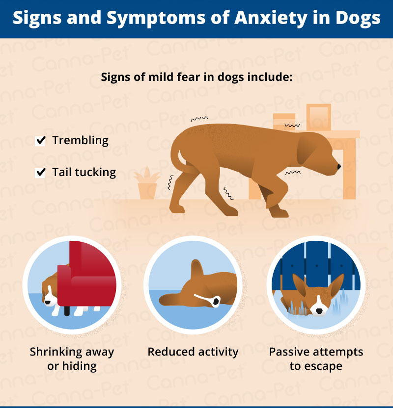 Is Your Dog Anxious Around Other Dogs? | Canna-Pet®
