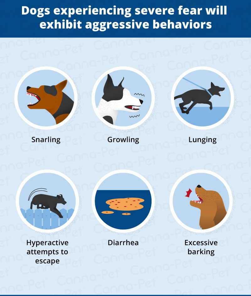 what are the signs of a fearful dog