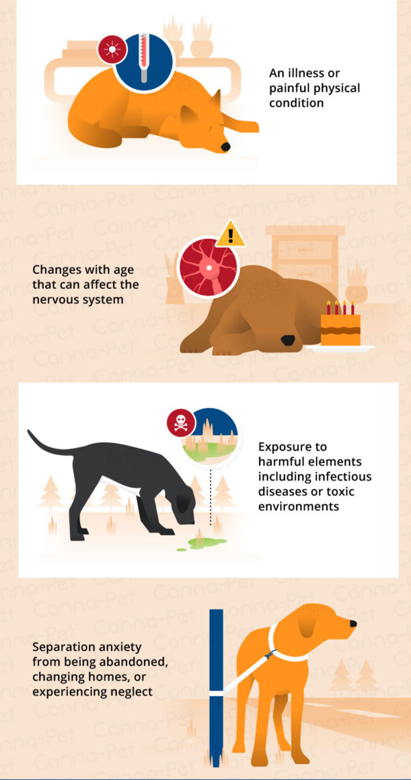Is Your Dog Anxious Around Other Dogs? CannaPet®