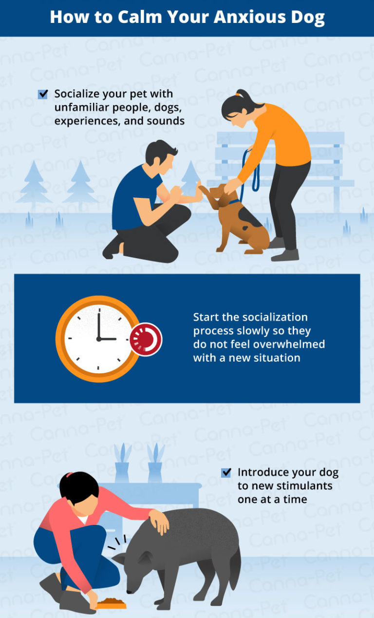 Is Your Dog Anxious Around Other Dogs? CannaPet®