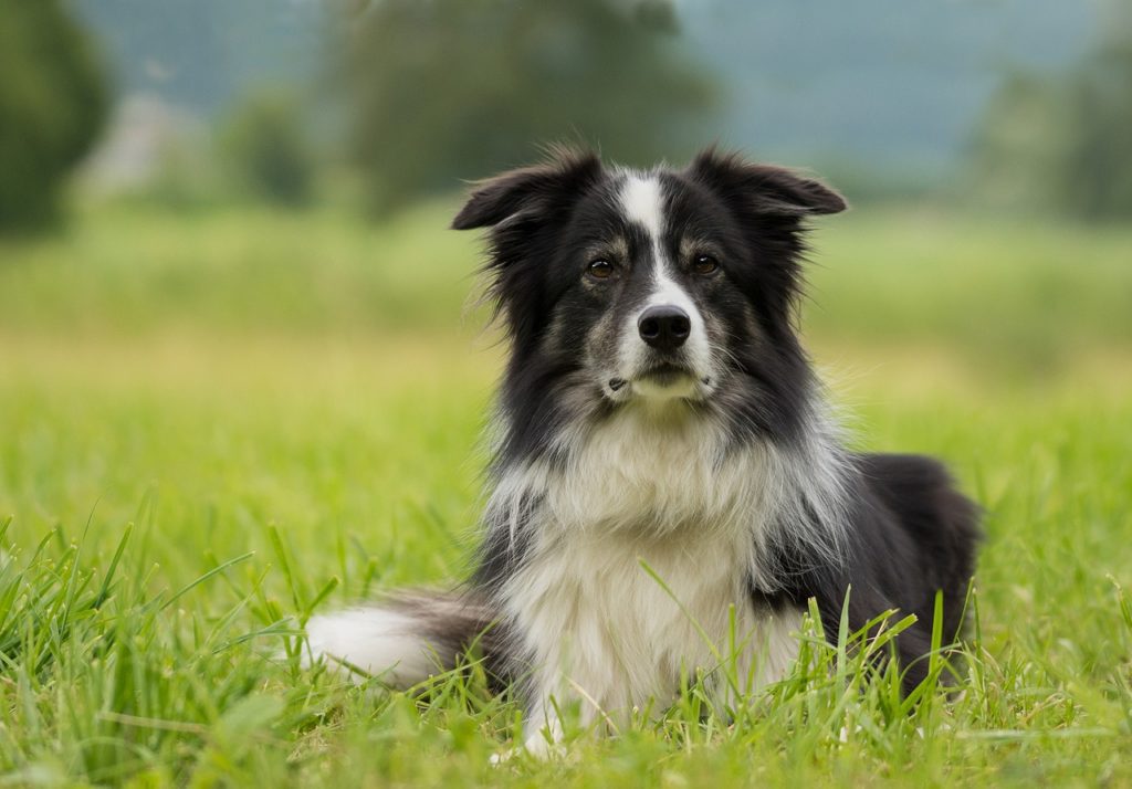 gastrointestinal disease in dogs