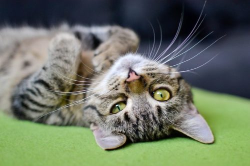 hypothyroidism in cats 