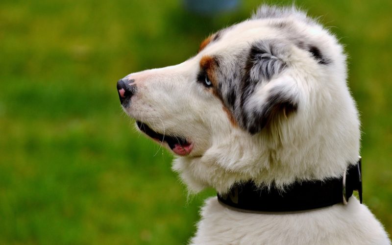 most common dog bacterial infections