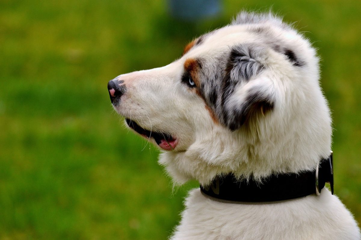 are dog bacterial infections contagious to other dogs