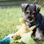 Remove term: miniature schnauzer personality miniature schnauzer personality