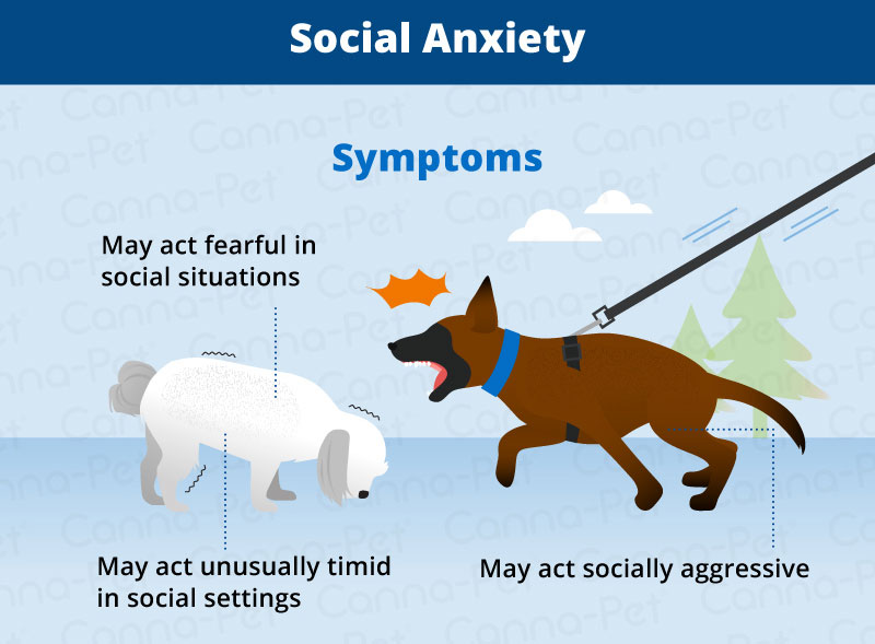 will a dog help my childs anxiety