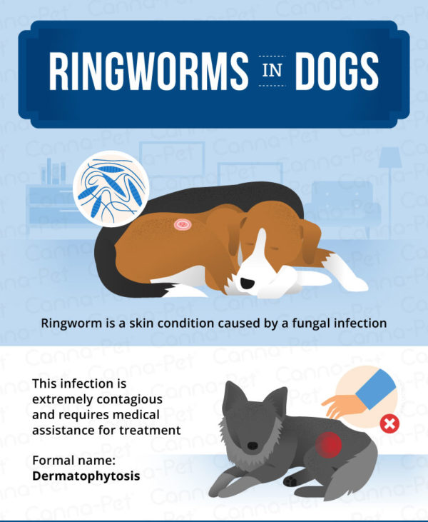 Ringworm in Dogs Causes, Signs, & Treatment CannaPet®