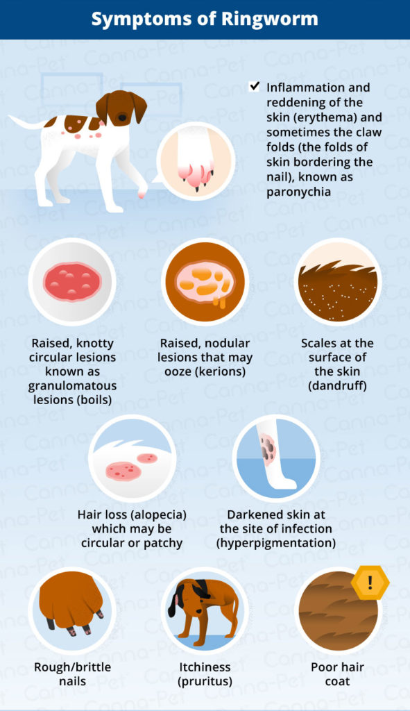 Ringworm in Dogs: Causes, Signs, & Treatment | Canna-Pet®