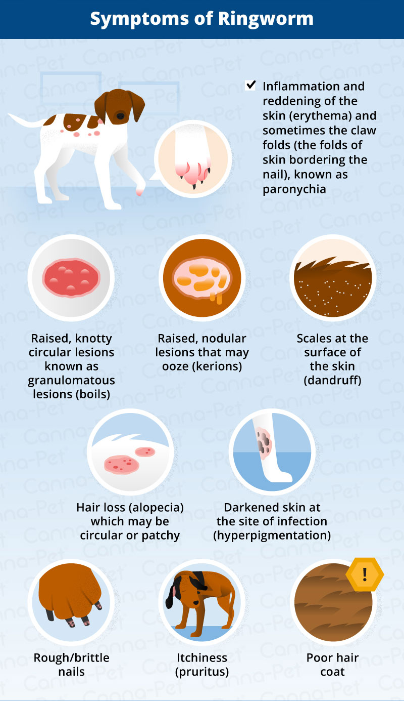 Skin Fungal Infections in Cats | PetMD