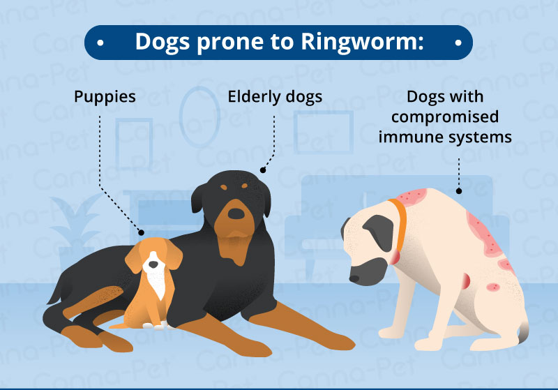 can humans get ring worms from dogs