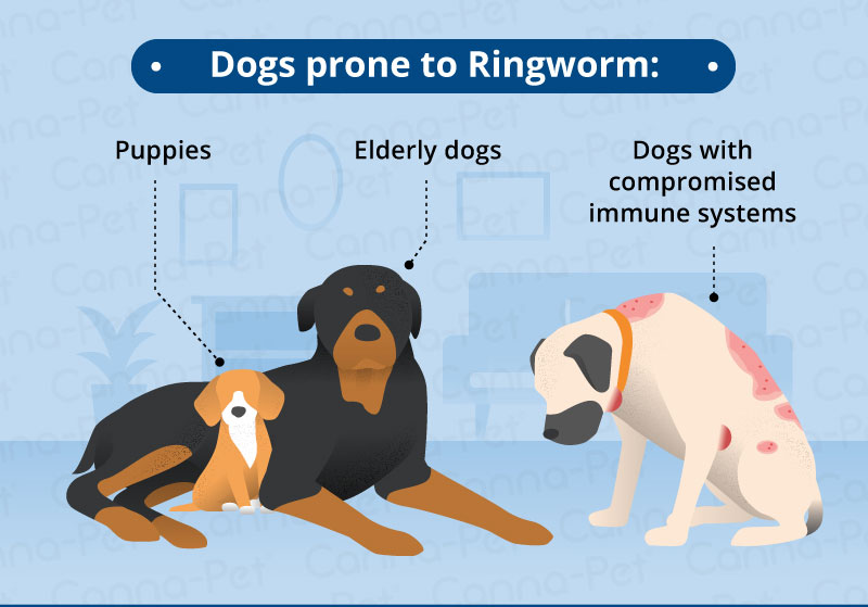 how can you tell if ringworm is healing in dogs