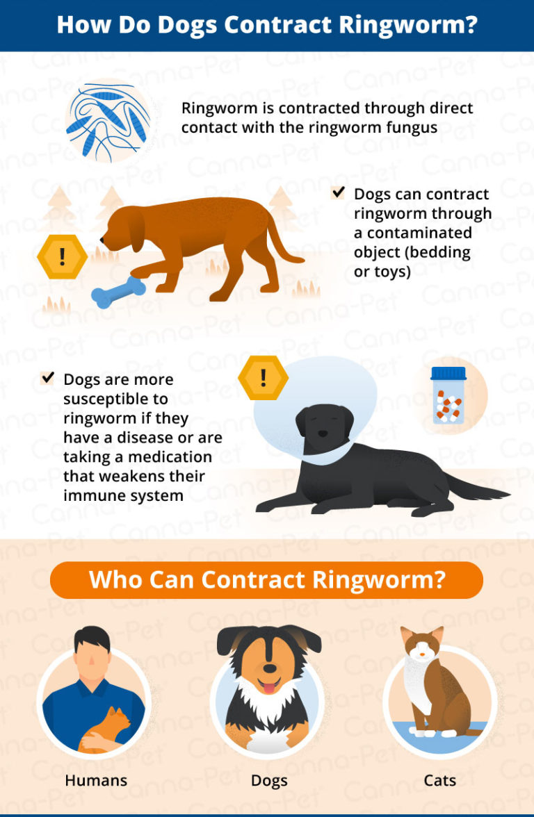 Ringworm in Dogs: Causes, Signs, & Treatment | Canna-Pet®