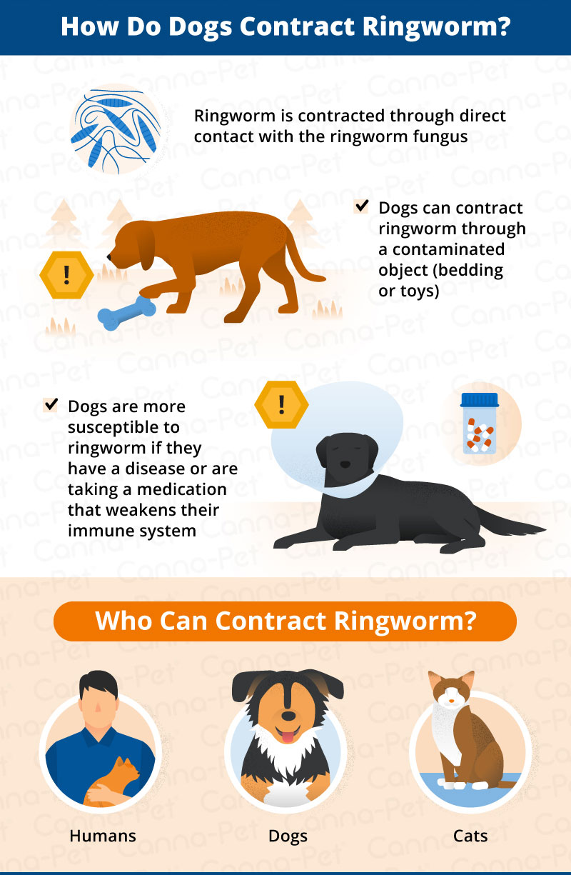 how can you tell if ringworm is healing in dogs