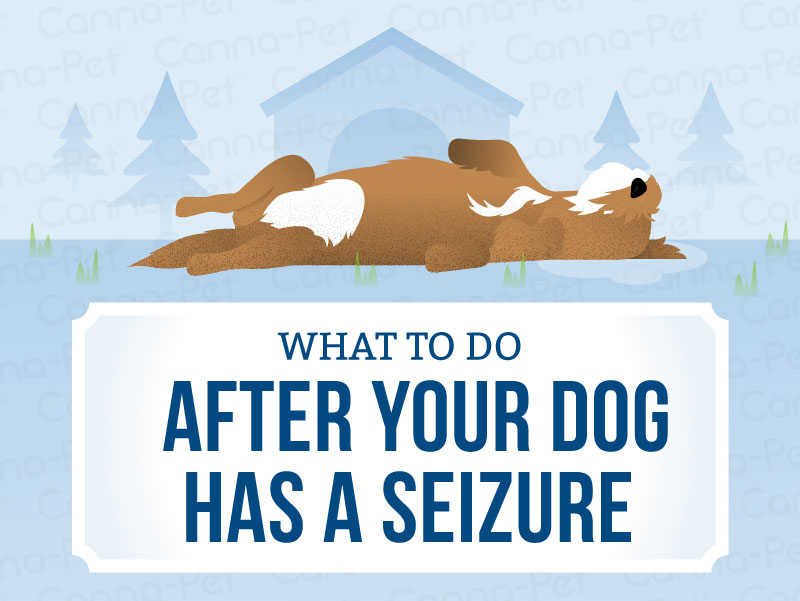 What to Do After Your Dog Has a Seizure  