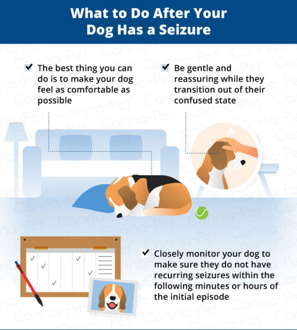 What to Do After Your Dog Has a Seizure CannaPet