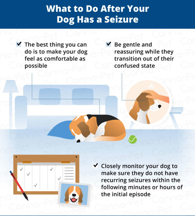 What to Do After Your Dog Has a Seizure CannaPet
