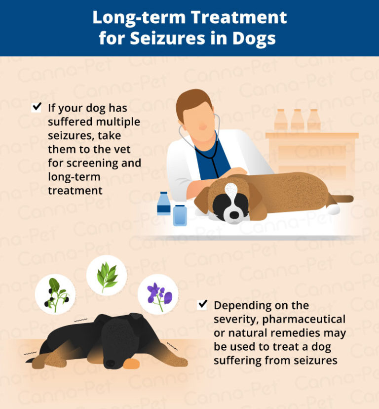 What to Do After Your Dog Has a Seizure CannaPet