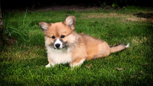 corgi personality traits