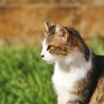 what causes increased appetite in cats?
