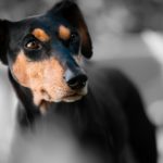 doberman pinscher life expectancy