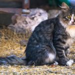 is hyperthyroidism in cats painful