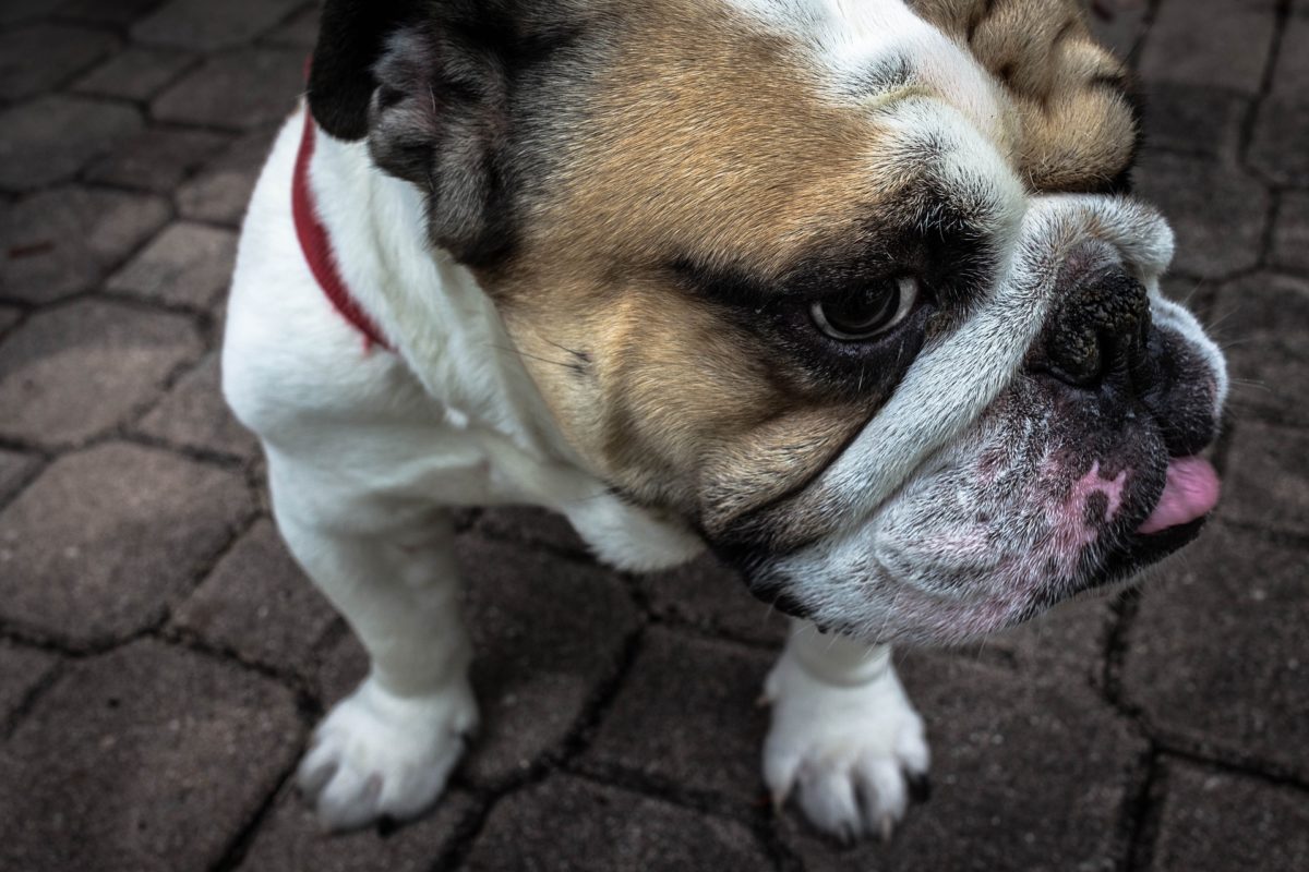 English Bulldog Health Problems Issues Canna Pet 