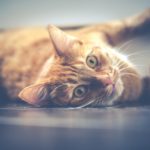 congestive heart failure in cats