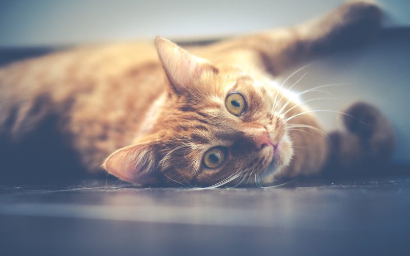 congestive heart failure in cats