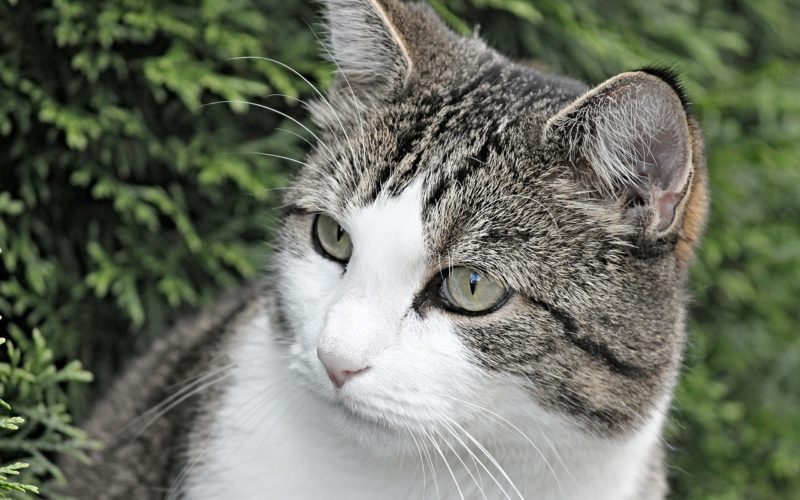 hypothyroidism in cats