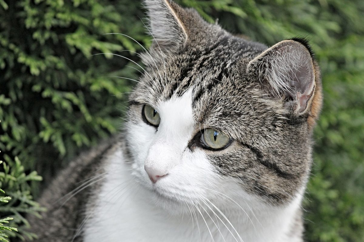 hypothyroidism in cats
