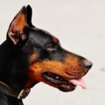 doberman pinscher temperament