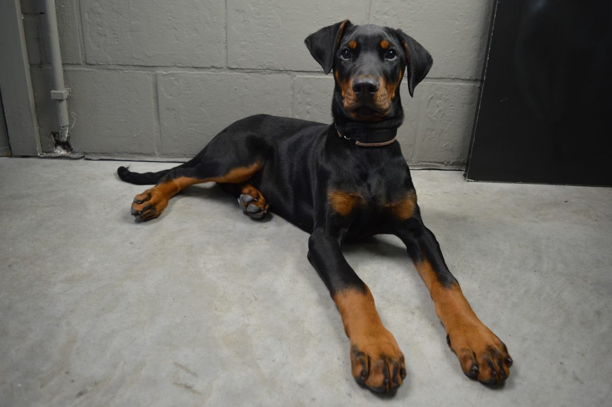 what do I need for a doberman puppy? 2