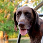 size of german shorthaired pointer