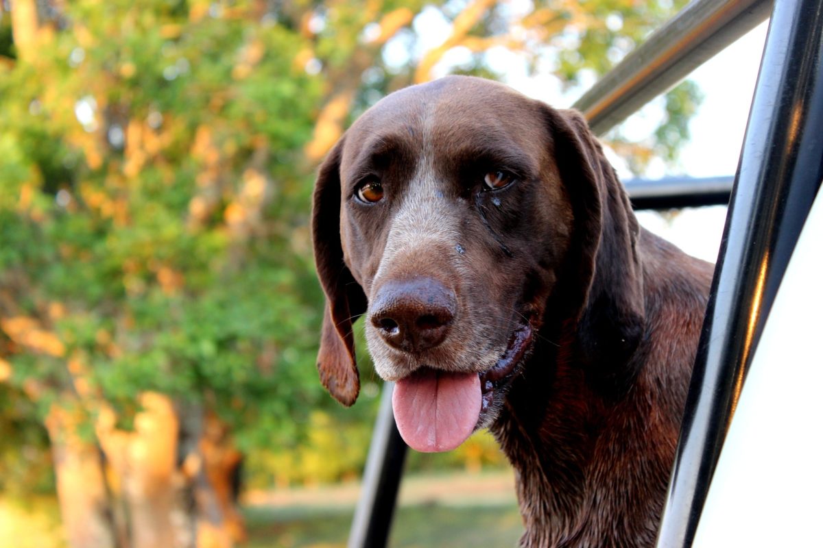 What Is The Size of a German Shorthaired Pointer? | Canna-Pet®