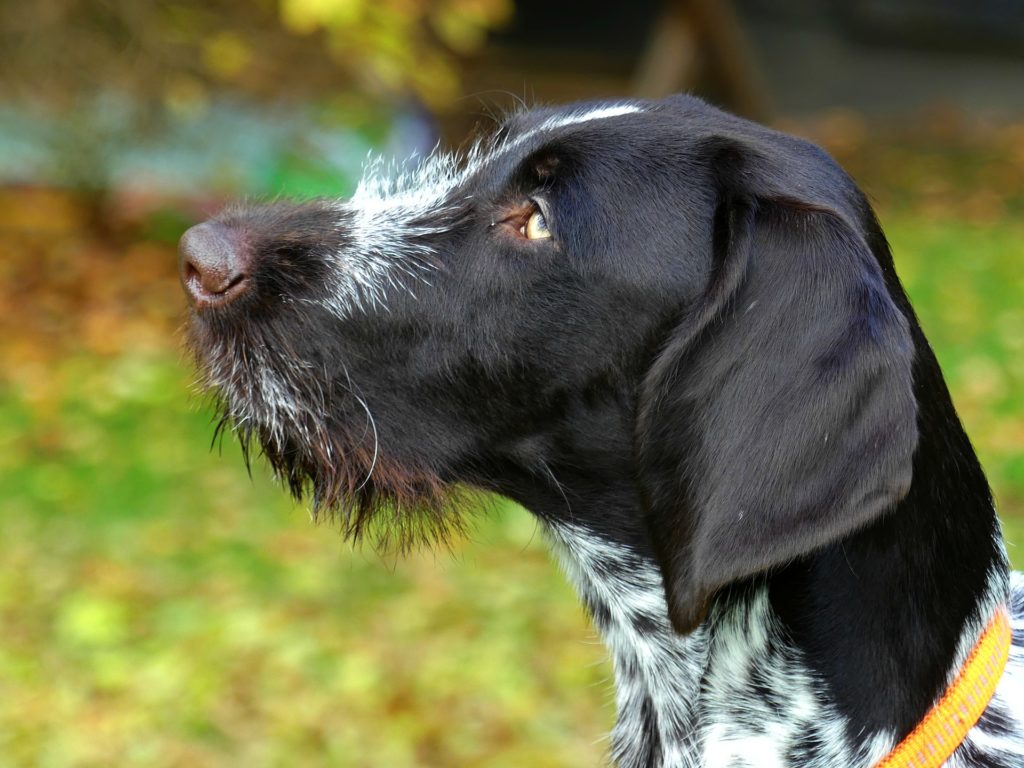 training a german shorthaired pointer dog