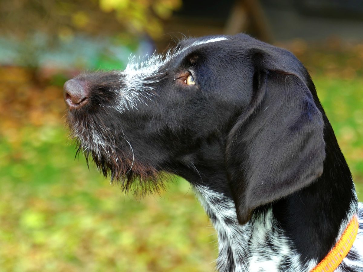 german shorthaired pointer exercise ideas