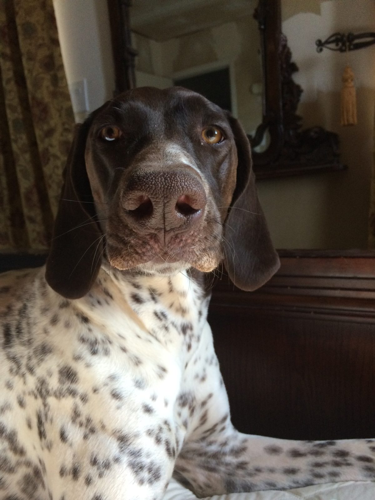 Managing German Shorthaired Pointer 