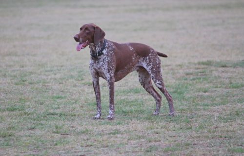 german shorthaired pointer body size