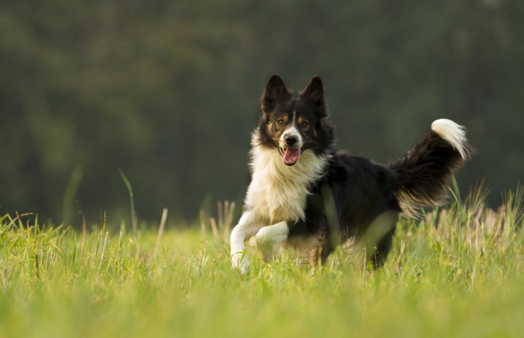 Border best sale collie destructive