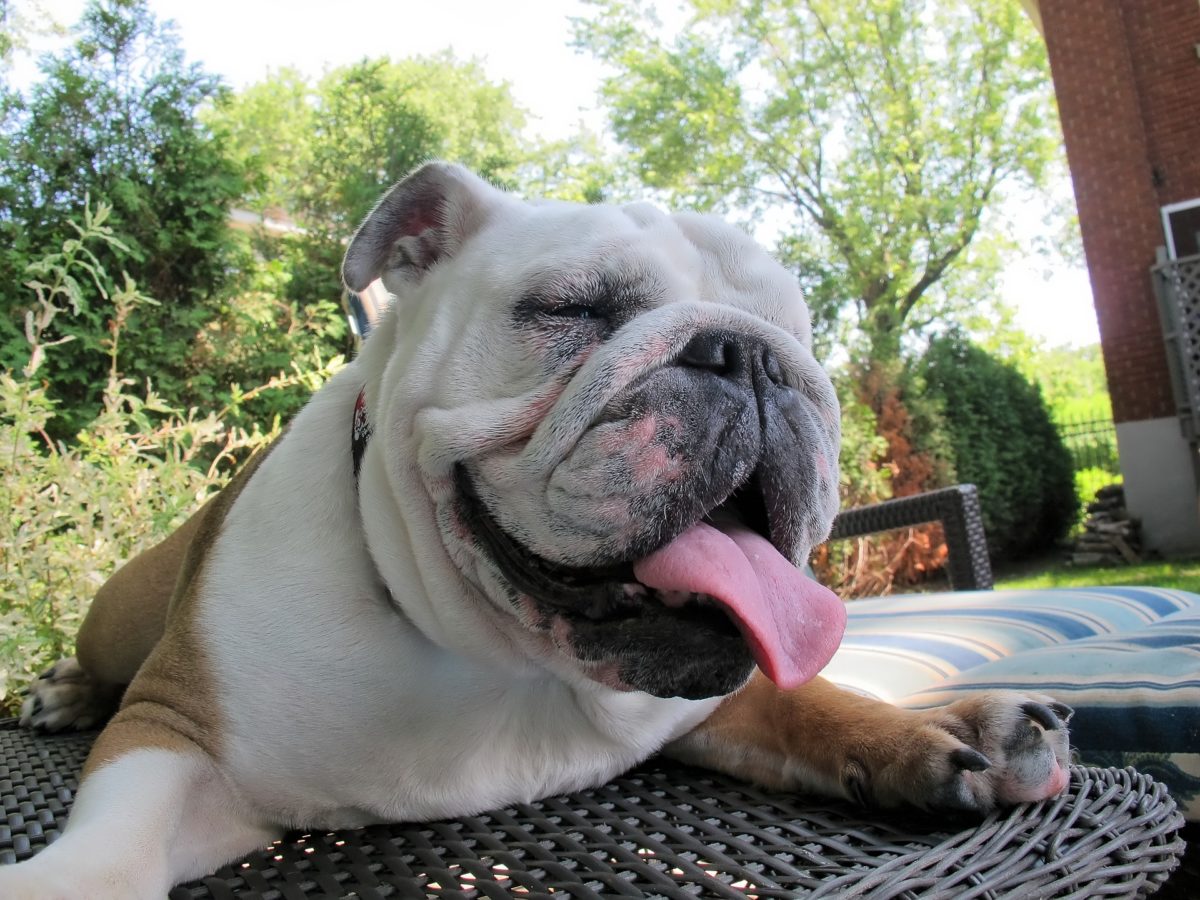 English Bulldog Temperament & Personality