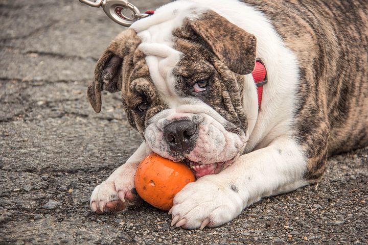 are old tyme bulldogs aggressive