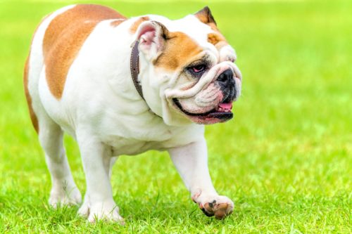 Life Expectancy English Bulldog Learn more here | bulldogs