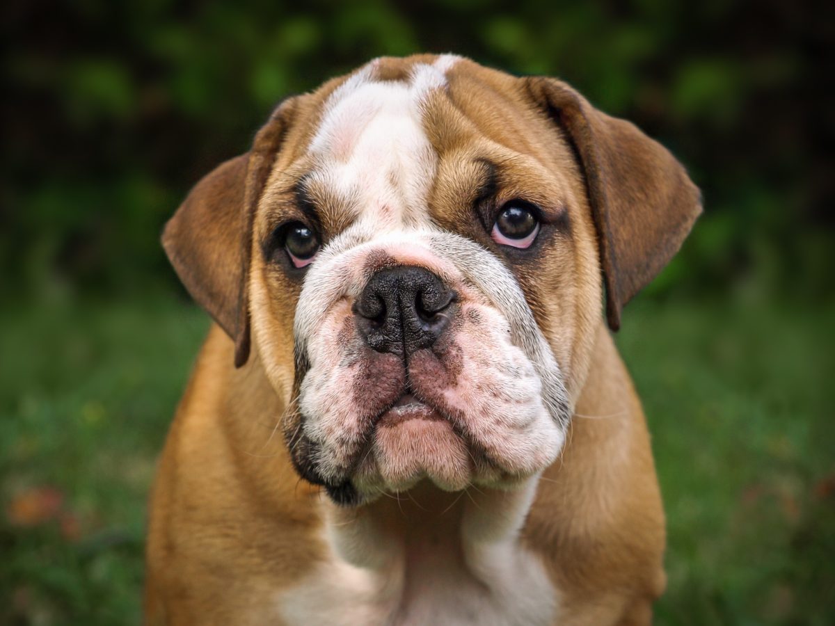 English store bulldog aggressive